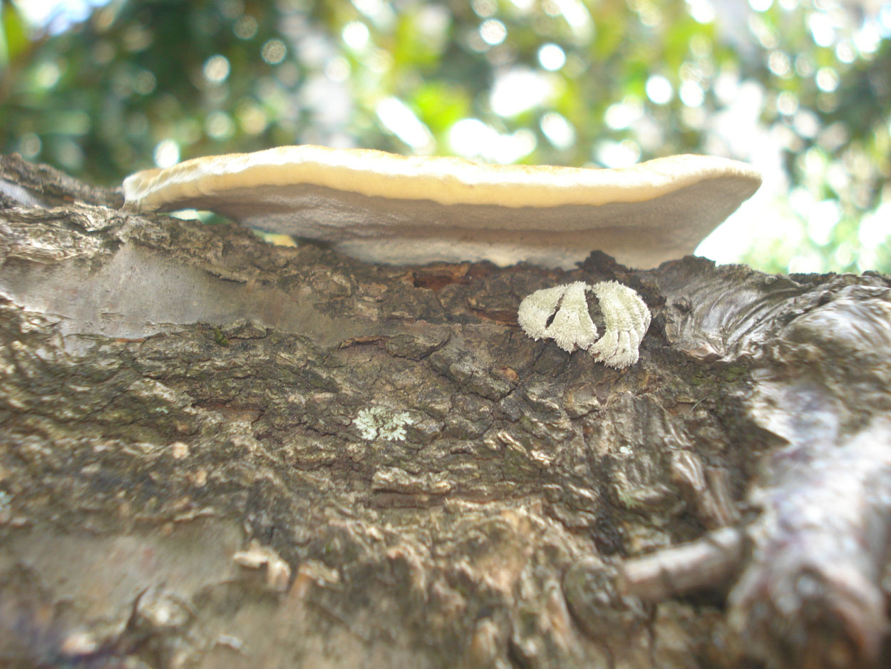 strano fungo (Trametes hirsuta)